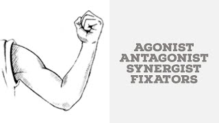 Agonist antagonist synergists and fixators [upl. by Maiocco482]