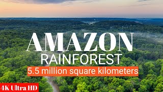 AMAZON RAINFOREST 4K  World Largest Rainforest  wildlife in forest  Amazon Jungle [upl. by Walcott]