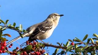 Mockingbird Singing [upl. by Ressler]