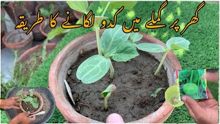 kaddu plant growing  How to grow kaddu at home  lauki  Bottle Gourd [upl. by Airasor]