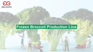 300kgh Frozen Broccoli Production Line Frozen Vegetable Processing Plant [upl. by Erwin]