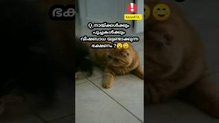 shortsനായ്ക്കൾക്കും പൂച്ചകൾക്കും വിഷബാധ😐☺️🤤 [upl. by Atinnor]