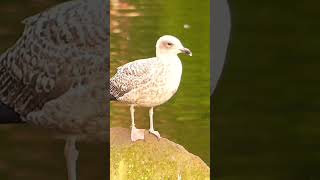 Lesser black backed gull [upl. by Livy]