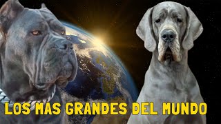 10 razas de perros mas grandes del mundo [upl. by Abehsat]