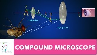 COMPOUND MICROSCOPE [upl. by Roath948]