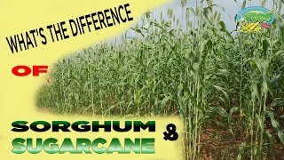 Sorghum amp Sugarcane WHATquotS THE DIFFERENCE [upl. by Howund957]