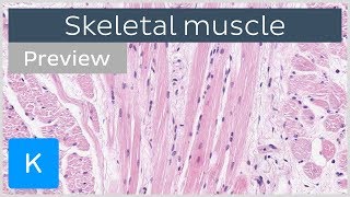 Skeletal muscle tissue and structure preview  Human Histology  Kenhub [upl. by Anitnas15]