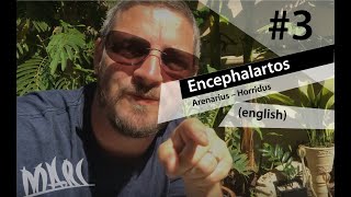 Encephalartos Arenarius and Horridus [upl. by Rodrique]