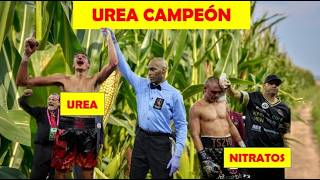 UREA VS NITRATO  FERTILIZACION DEL CULTIVO DE MAIZ  AGRONOMIA  AGRICULTURA [upl. by Asena679]