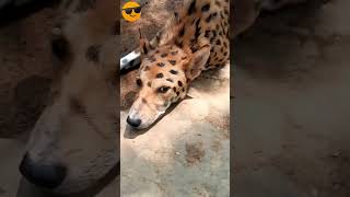 😅🤣 Catahoula Leopard Dog  Sidewalk Dog shorts funny comedy [upl. by Anivlem]