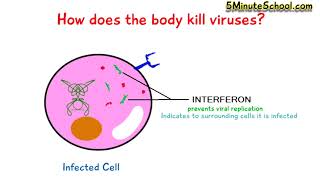 HOW DO INTERFERONS WORK [upl. by Ciro]