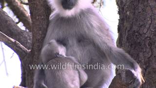 Baby langur suckles from his mother in Uttarakhand [upl. by Arahsat546]