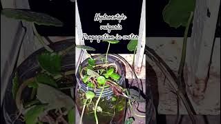 Hydrocotyle vulgaris propagation in water succulentsanctuary plants follow succulentsanctuary [upl. by Urbain]