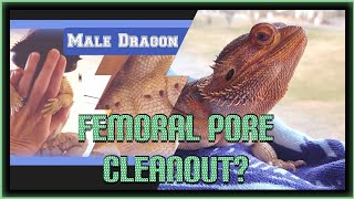 Femoral Pores in Bearded Dragons  Quick Important Info beardeddragon beardeddragonlife [upl. by Allistir]