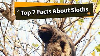 Top 7 Amazing Facts About The Sloths [upl. by Nakeber]