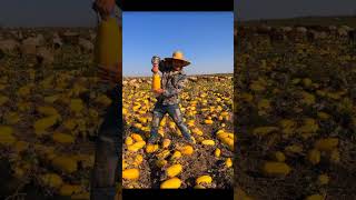 Farmers Are Boiling Watermelon to Make It Sweetshorts farmer youtubeshorts [upl. by Shanks]