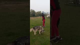 Doberman will keep trying till the time it will gets ball  shorts pets dogshorts dogshortvideos [upl. by Aline]