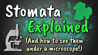 Stomata Explained  How to View Stomata Stomatal Peel [upl. by Casta641]