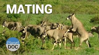 Mating Shaba Animals  Nature  Planet Doc Full Documentaries [upl. by Custer]