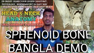 Sphenoid Bone Anatomy In Bangla  Head amp Neck   Anatomy  anatomy bones [upl. by Dragon]