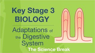 Key Stage 3 Science Biology  Adaptations of the Digestive System [upl. by Ojyllek]