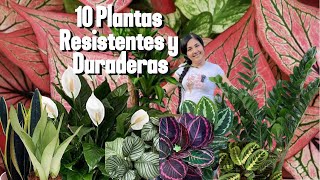 10 PLANTAS resistentes y duraderas PLANTAS que pueden durarte por mucho tiempo [upl. by Quartet]