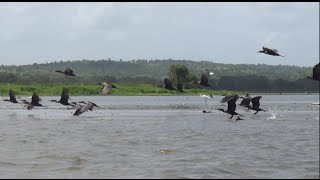 Abundante diversidad sobre ruta del Canal [upl. by Cecilla]