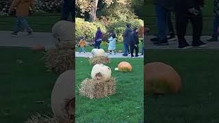 Pumpkin exhibition in Ludwigsburg in Germany State of Baden Württemberg travel nature history [upl. by Yenial433]