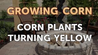 Corn Plants Turning Yellow [upl. by Atillertse630]