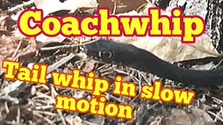 Whiplash from a Coachwhip Snake [upl. by Aikim]