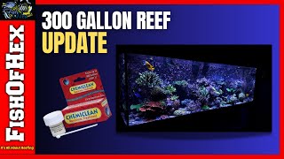 300 Update Reef Tank  48 Hours After Using Chemiclean [upl. by Ingvar]