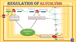 6 Glycolysis Regulation  Carbohydrates Metabolism6  Biochemistry  NJOY Biochemistry [upl. by Rogerg429]