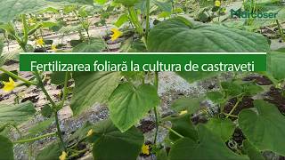 🥒 Fertilizarea foliară la cultura de castraveți  Ferma Marcoser [upl. by Wadesworth]