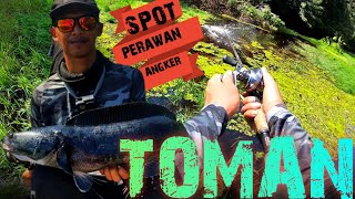 IKAN TOMAN SUNGAI KERAMAT [upl. by Notac]