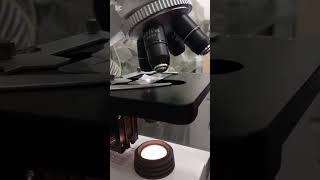 Salt Dissolving Under the Microscope Watching Crystals Disappear [upl. by Enined]