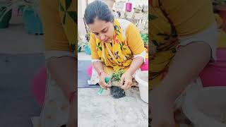 Gazania plant care tips ☘️caretips plantcare plantingtips fertilizer winterspecial shortsvideo [upl. by Ybrad]