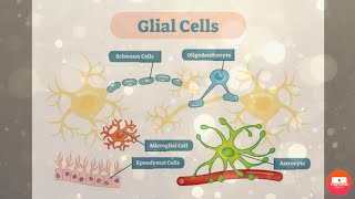 خلايا الغراء العصبي [upl. by Rosio547]