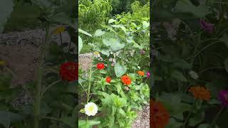 My Beautiful zinnias and Sun flower garden [upl. by Milore]