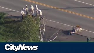 Beekeepers called in after truck carrying five million bees overturns in Burlington [upl. by Yelekreb]