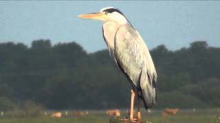 de modelreiger  erik van ommen [upl. by Root]