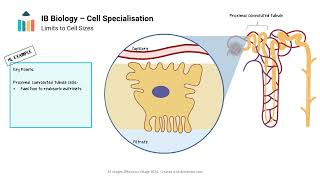 Cell Specialisation IB Biology SLHL [upl. by Lyman]