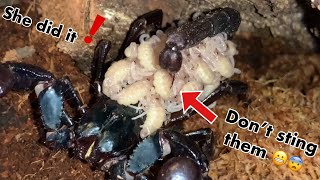 My Giant SCORPION gave birth to Giant babies [upl. by Nnateragram]