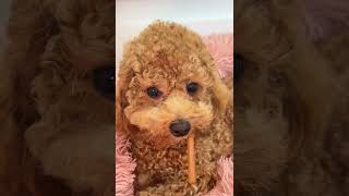 Puppy Spa ASMR viral asmr asmrsounds puppy doglovers cutedog [upl. by Dasteel]