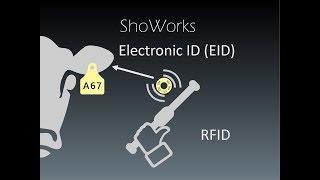 Livestock Identification using RFID and EID ear tags with ShoWorks [upl. by Tracee]