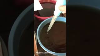 Betta fry Live food InfusoriaInfusoria Culture￼ [upl. by Sivrahc517]