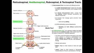 Other Motor Tracts Part 1  Reticulospinal amp Vestibuospinal Tracts [upl. by Lletnahc]