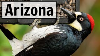 Arizona  LIVE Bird Feeder Camera [upl. by Voss246]