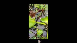 Kulsum Fishing Vlog is Fish catching live [upl. by Euqinomad588]