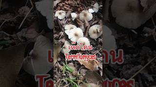 เก็บเห็ดโคน เห็ดปลวก Termitomyces [upl. by Lissak]