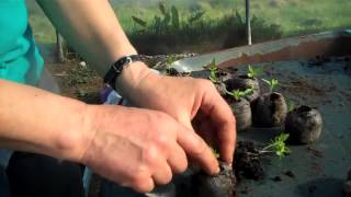 Pricking out chilli seedlings into plugs [upl. by Irvine]